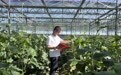 甘肃灵台：引进蔬菜新品种　丰富群众“菜篮子”
