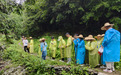 岐黄问道进药谷 研学赋能促振兴——王琦书院研学夏令营走进黄山市徽州区杨村乡新安药谷