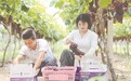 峡江县：采收葡萄供应市场（图）