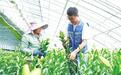 一颗种球的“芯”动力　兰州新区百合种球繁育突破带动花卉产业升级