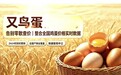 告别零散查价 又鸟蛋平台整合全国鸡蛋价格实时数据