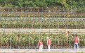 湖口县：鲜果采收（图）
