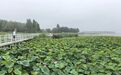怀远县向湖栖民宿：打造四方湖夏日休闲打卡地