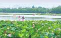 甘肃白银水川这片荷塘　藏着西北最温柔的夏天