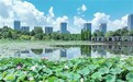 江西萍乡：一池荷韵（图）