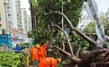 西乡街道严阵以待防御台风 全力筑牢防风防汛安全屏障