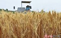 【甘快看】甘肃省夏收接近尾声　夏种复种压茬推进