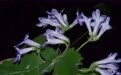 江西发现植物新物种——会昌报春苣苔