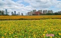 南昌：花海铺展 园景渐成（图）