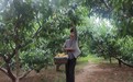 桃园依山梯次成熟　甘肃崆峒甜蜜经济富山乡
