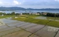 新余分宜：夏日农忙（图）