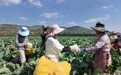 甘肃庄浪夏日丰收图景：高原夏菜连片成景