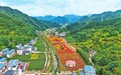 栾川县三川镇大红村百日草花海吸引游客前来参观游览