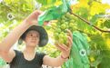 南昌：葡萄丰收引客来（图）