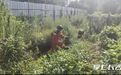 两头野猪从农场出逃，长沙县消防帮忙赶猪