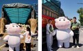 认养一头牛党总支助农行动 10吨河南西瓜传递夏日清凉与担当