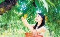 定南县：鹰嘴桃挂满枝 “甜蜜经济”正当时（图）