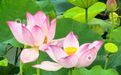 泰和县：十里荷风摇翠影 一村夏色入画屏（图）