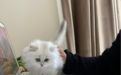 南京猫咪领养真实案例！棉花公寓宠伴生活俱乐部租客实拍分享