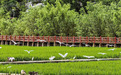 山阳：鹭栖稻田间 业兴山水畔