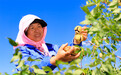 甘肃嘉峪关文冠果喜获丰收