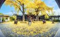 无锡1000株古树名木，开放认养