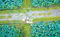 信丰县：230亩莲蓬迎来丰收季（图）