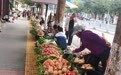 “果”然甜蜜增收致富：甘肃崆峒果类轮番“开大会”