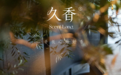 家用盘香实测记录：久香窖藏香盘香燃时、香气扩散和日常适配度怎么样