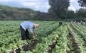 春播蔬菜获丰收　甘肃灵台特色产业助农增收