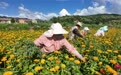 万寿菊采摘正当时　甘肃庄浪开出乡村振兴“致富花”