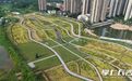 李家湖城市稻田公园建设完成 公园内首季稻谷喜获丰收