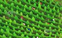 泰和县：药材管护（图）