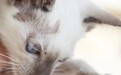 全家感染猫癣，《中国体癣和股癣诊疗指南》指出首选复方抗真菌药