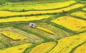 泰和县：颗粒归仓（图）