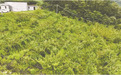 跨越2000余公里的“甜蜜突围”  奉甘携手在彝乡“种”出一座“花果山”