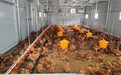 月均增重近两倍　甘肃华亭特色养殖有新“鸡”遇