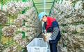 樟树：食用菌撑起“致富伞”（图）