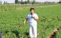 农技员田间地头教节水施肥　甘肃金川农户get增收良方