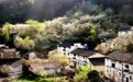 安徽省休宁县溪口镇：守正创新提质效 让充头梨结出“振兴果”