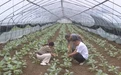 怀远县全力做好台风天气农业防灾和田间管理工作