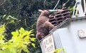 黄山一猴子误触高压电身亡，同伴冒雨蹲坐守护迟迟不肯离去