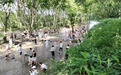黄山市徽州区：枫杨林下踏清溪 西溪南夏日溯溪点燃“清凉经济”