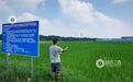 江西新余：赤眼蜂“上岗”护稻田（图）