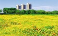 休闲好去处！南昌高新区湖景公园硫华菊迎来盛花期