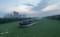阜阳一河道被连片水葫芦覆盖，有货船被包围，管理部门回应