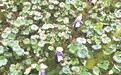 会昌县：采收莲蓬（图）