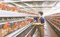 宁都县：发展特色产业 拓宽增收渠道（图）