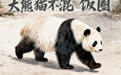 人民锐评：勿扰！大熊猫不混饭圈
