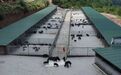 闲置林地变增收聚宝盆　甘肃崇信玩转种养双赢